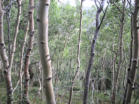 Aspen Trees. Photo by Peter Spencer Aspen Trees. Photo by Peter Spencer