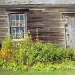 olson geraniums. Photo by Lorre Lei Jackson