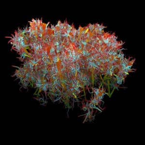 One of Alex Dragulescu\'s Spam plants