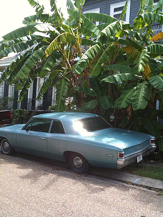 Uptown NOLA car and palms. Photo by Lindsey Wood Uptown NOLA car and palms. Photo by Lindsey Wood