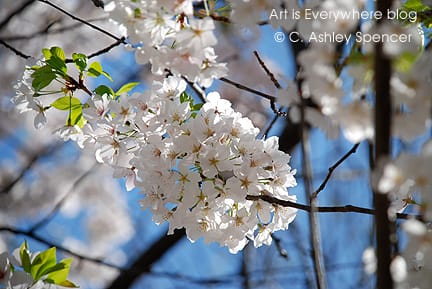 Cherry Blossom Details. Photo by C. Ashley Spencer. Art Is Everywhere Cherry Blossom Details. Photo by C. Ashley Spencer. Art Is Everywhere