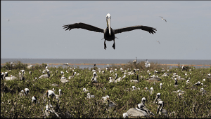 Oil-spill4_Breton-Island_Carol-Guzy_WP