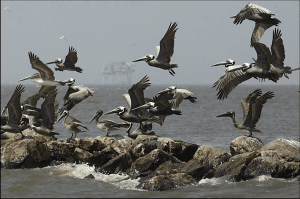 Oil6_Brown-Pelicans_Gerald-Herbert_AP