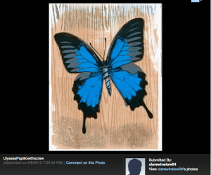 Ulysses-Papillion-wscrew_clare-winslow