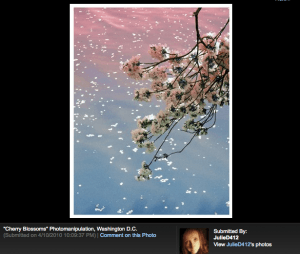 cherry-blossom_photo_Julie4412