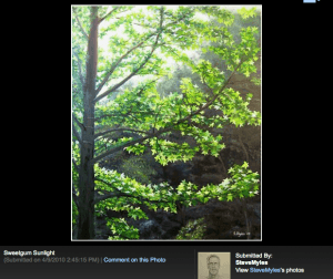 sweetgum in sunlight_SteveMyles