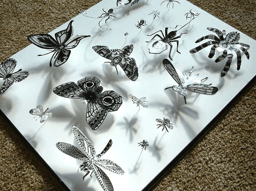 Insect Collection_Brooke Dukart Insect Collection_Brooke Dukart on Art Is Everywhere