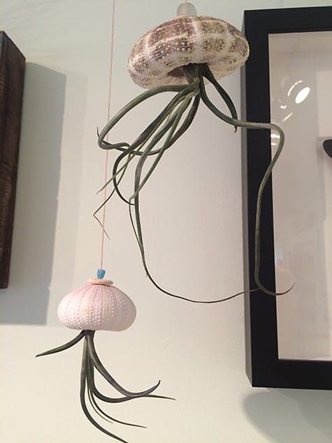 Shell Air Plants on Art Is Everywhere